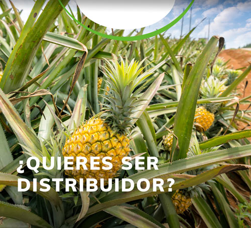 distibuidores-Importador-y-distribuidor-de-productos-agricolas-yaser distibuidores-Importador-y-distribuidor-de-productos-agricolas-yaser